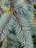 Weeping Blue Spruce-Picea pungens ‘Glauca Slenderina Pendula' 3/4' B&B