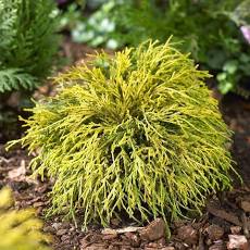 Gold Thread Cypress (Chamaecyparis pisifera ‘Filifera Aurea’) #3 15-18"
