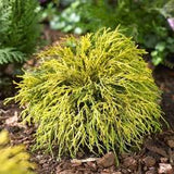 Gold Thread Cypress (Chamaecyparis pisifera ‘Filifera Aurea’) #3 15-18"