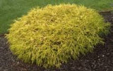 Gold Thread Cypress (Chamaecyparis pisifera ‘Filifera Aurea’) #3 15-18"