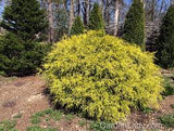 Gold Thread Cypress (Chamaecyparis pisifera ‘Filifera Aurea’) #3 15-18"