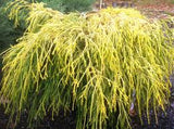Gold Thread Cypress (Chamaecyparis pisifera ‘Filifera Aurea’) #3 15-18"