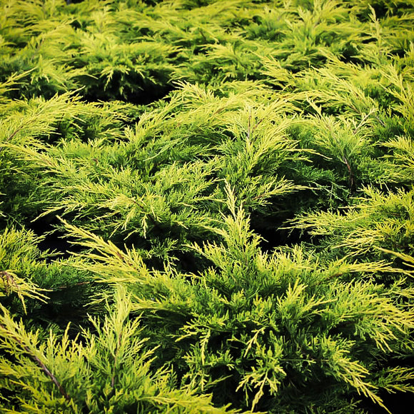 Gold Lace Juniper Juniperus x pfitzeriana ‘Gold Lace’ 3-Gal 15-18