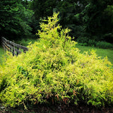 Gold Lace Juniper Juniperus x pfitzeriana ‘Gold Lace’ 3-Gal 15-18"