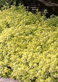 Golden Euonymus Euonymus japonicus 'Aureo-marginatus'