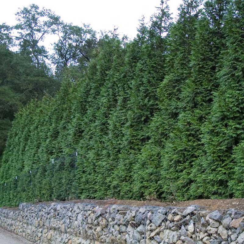Green Giant Arborvitae | Thuja plicata 'Green Giant' (syn T. 'Gigantioides') | Zone 5-8 | Green | 30 - 40 feet | Full Sun
