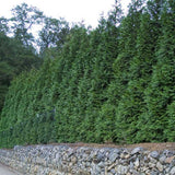 Thuja (standish x plicata) 'Green Giant' Arborvitae
