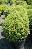 Buxus 'Green Mountain' Globe B&B 21-24"