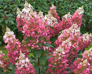 Pinky Winky® Hydrangea Hydrangea paniculata 'DVPPinky' 3 Gal