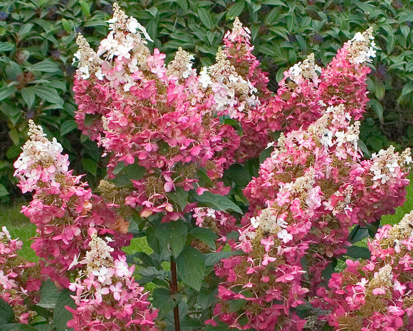 Pinky Winky® Hydrangea Hydrangea paniculata 'DVPPinky' 3 Gal