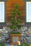 Hollywood Juniper Juniperus chinensis 'Torulosa'