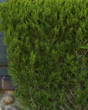 Hollywood Juniper Juniperus chinensis 'Torulosa'