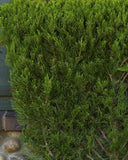 Hollywood Juniper Juniperus chinensis 'Torulosa' 5 Gal 30-36"