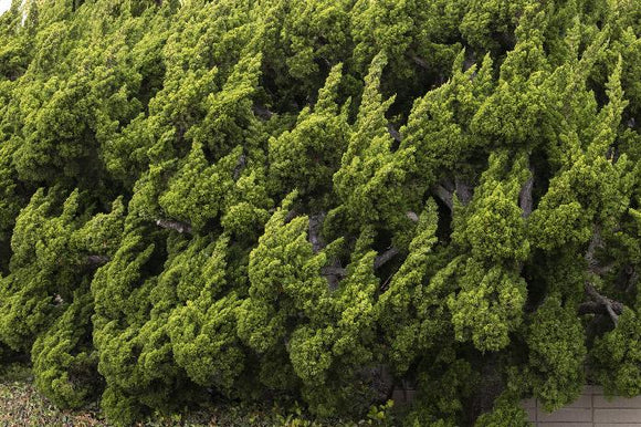 Hollywood Juniper Juniperus chinensis 'Torulosa' 5 Gal 30-36