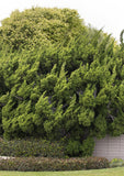 Hollywood Juniper Juniperus chinensis 'Torulosa'