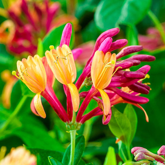 Goldflame Honeysuckle Lonicera x heckrottii 'Goldflame' 3Gal 15-18