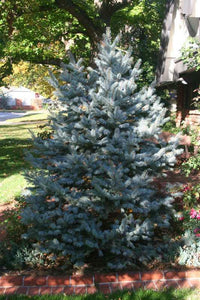 Picea pungens 'Hoopsii' B&B 30-36"