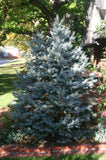 Picea pungens 'Hoopsii' B&B 30-36"