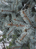 Picea pungens 'Hoopsii' B&B 30-36"