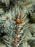 Picea pungens 'Hoopsii' B&B 30-36"