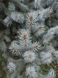 Picea pungens 'Hoopsii' B&B 30-36"