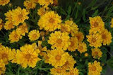 Coreopsis 'Jethro Tull' #2