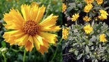 Coreopsis 'Jethro Tull' #2