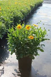 Coreopsis 'Jethro Tull' #2