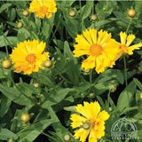 Coreopsis 'Jethro Tull' #2