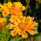 Coreopsis 'Jethro Tull' #2