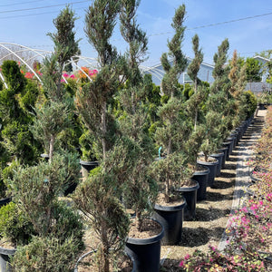 Juniper Spiral Moonglow