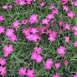 Dianthus 'Kahori' Pink #2