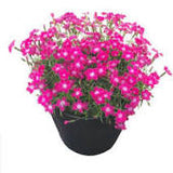 Dianthus 'Kahori' Pink #2