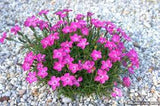 Dianthus 'Kahori' Pink #2