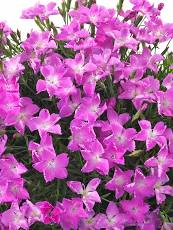 Dianthus 'Kahori' Pink #2