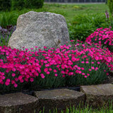 Dianthus 'Kahori Scarlet' #2