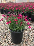 Dianthus 'Kahori Scarlet' #2