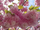 Kwanzan Flowering Cherry Prunus serrulata 'Kwanzan'