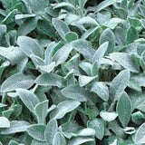 Stachys Lambs Ear #2