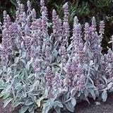 Stachys Lambs Ear #2