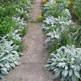 Stachys Lambs Ear #2