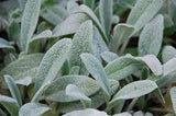 Stachys Lambs Ear #2