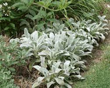 Stachys Lambs Ear #2