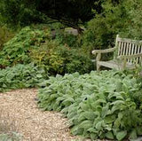 Stachys Lambs Ear #2