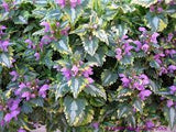 Anne Greenway Dead Nettle Lamium maculatum 'Anne Greenway' #2
