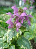Anne Greenway Dead Nettle Lamium maculatum 'Anne Greenway' #2