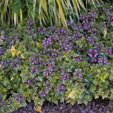 Anne Greenway Dead Nettle Lamium maculatum 'Anne Greenway' #2