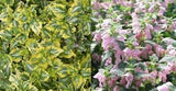Anne Greenway Dead Nettle Lamium maculatum 'Anne Greenway' #2