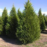 Green Leyland Cypress x Cupressocyparis leylandii