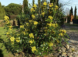 Mahonia aquifolium